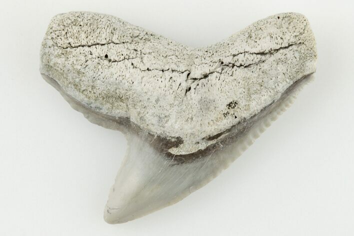 1.1" Fossil Tiger Shark (Galeocerdo) Tooth -  Aurora, NC